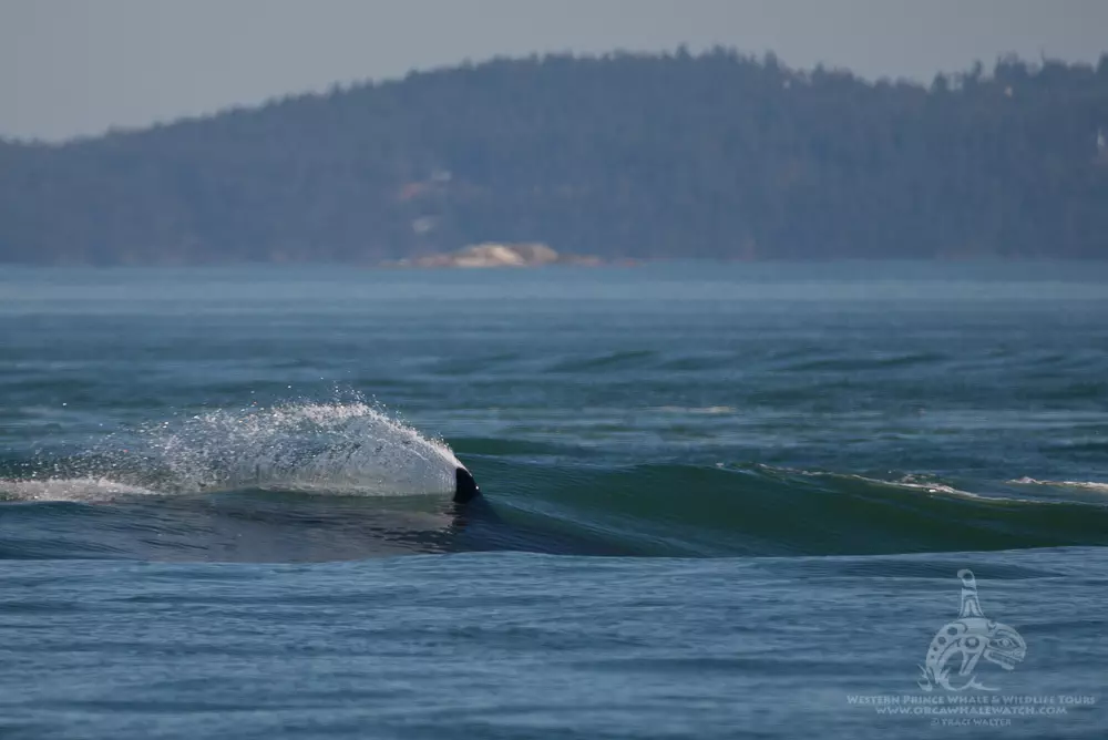 SURFING ORCA! This Southern Resident Killer whale and the entire family caught a big cargo ship wake today!
