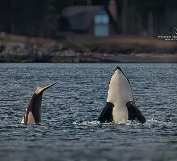 An incredible encounter with Bigg’s (transient) Killer whales! So playful!