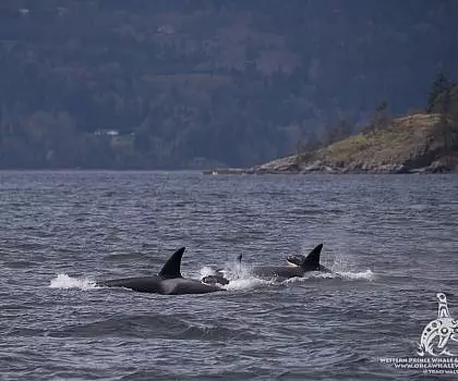 Fantastic Spring encounter with Bigg’s Killer whales!