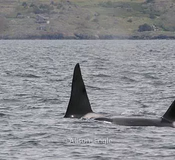 

						
				    	A “northwest” kind-of-day with Orcas and wildlife!
				    
				    
				    	- Photo by <strong