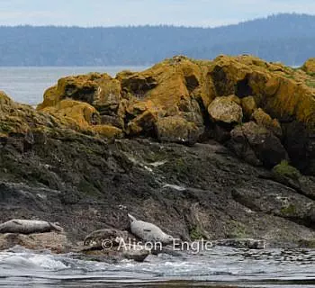 

						
				    	A “northwest” kind-of-day with Orcas and wildlife!
				    
				    
				    	- Photo by <strong