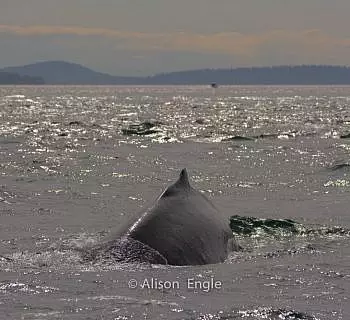 

						
				    	Fabulous day with “Big Momma” the Humpback whale!
				    
				    
				    	- Photo by <strong