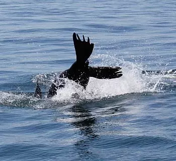 

						
				    	Bigg’s Killer whales and Pinniped Action on Memorial Day Weekend!
				    
				    
				    	- Photo by <strong