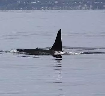 

						
				    	Wonderful Whale Watch with J pod!
				    
				    
				    	- Photo by <strong