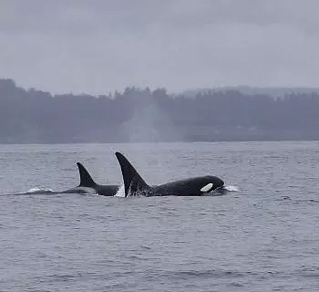 

						
				    	A little bit of rain doesn’t stop whale watching in the San Juan Islands!
				    
				    
				    	- Photo by <strong