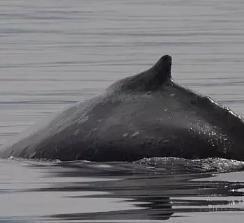

						
				    	Abundant wildlife on the Salish Sea featuring “Big Mama” the Humpback Whale!
				    
				    
				    	- Photo by <strong