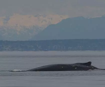 Abundant wildlife on the Salish Sea featuring “Big Mama” the Humpback Whale!