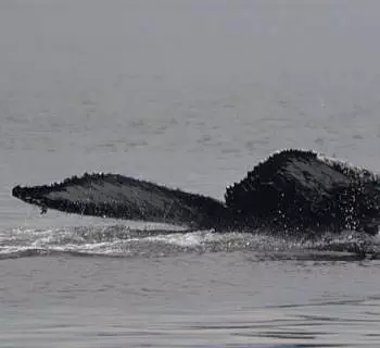 

						
				    	Abundant wildlife on the Salish Sea featuring “Big Mama” the Humpback Whale!
				    
				    
				    	- Photo by <strong