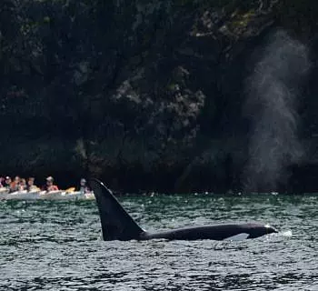 

						
				    	A San Juan Island whale watching adventure that won’t be forgotten anytime soon!
				    
				    
				    	- Photo by <strong