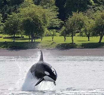 

						
				    	A San Juan Island whale watching adventure that won’t be forgotten anytime soon!
				    
				    
				    	- Photo by <strong