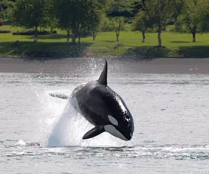 A San Juan Island whale watching adventure that won’t be forgotten anytime soon!