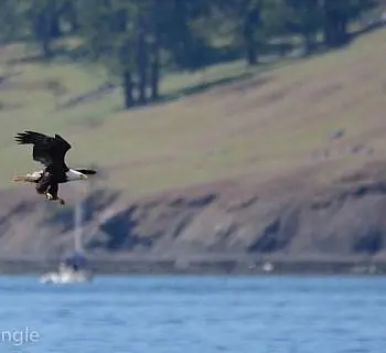

						
				    	A San Juan Island whale watching adventure that won’t be forgotten anytime soon!
				    
				    
				    	- Photo by <strong