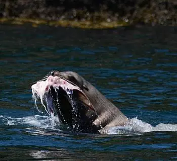 

						
				    	Fantastic wildlife tour in the San Juan Islands!
				    
				    
				    	- Photo by <strong