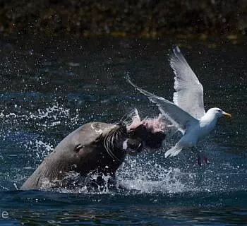 

						
				    	Fantastic wildlife tour in the San Juan Islands!
				    
				    
				    	- Photo by <strong