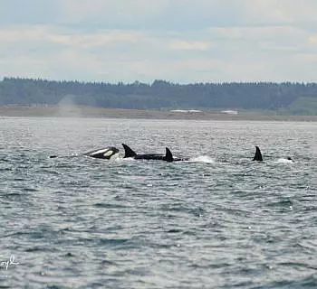 

						
				    	Fantastic day with Bigg’s Killer whales including Chainsaw!
				    
				    
				    	- Photo by <strong