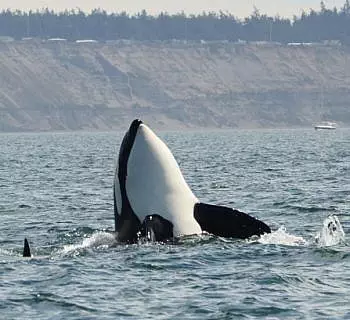 

						
				    	Fantastic day with Bigg’s Killer whales including Chainsaw!
				    
				    
				    	- Photo by <strong