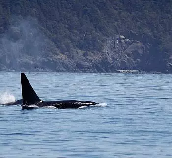 Bigg’s Killer whales and Pinniped Action on Memorial Day Weekend!