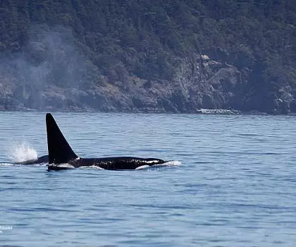 Bigg’s Killer whales and Pinniped Action on Memorial Day Weekend!