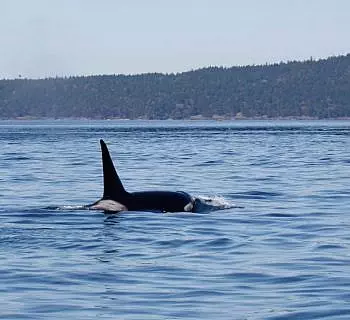 

						
				    	Sunshine, Calm seas, and Fantastic Bigg’s Killer Whales in the Salish Sea!
				    
				    
				    	- Photo by <strong