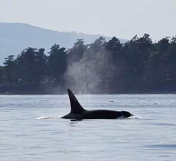 

						
				    	Sunshine, Calm seas, and Fantastic Bigg’s Killer Whales in the Salish Sea!
				    
				    
				    	- Photo by <strong