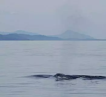 

						
				    	Amazing day in the San Juan Islands with TWO species of whales!
				    
				    
				    	- Photo by <strong