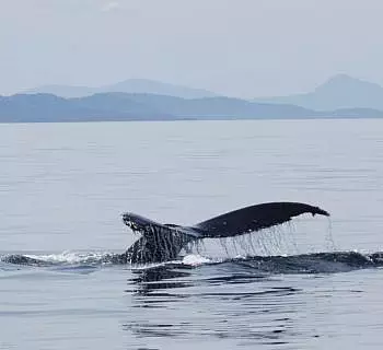 

						
				    	Amazing day in the San Juan Islands with TWO species of whales!
				    
				    
				    	- Photo by <strong
