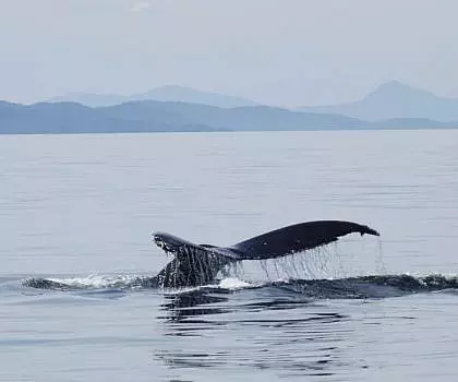 Amazing day in the San Juan Islands with TWO species of whales!