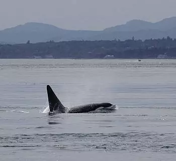 

						
				    	An amazing whale-of-an-adventure unfolds in the San Juan Islands!
				    
				    
				    	- Photo by <strong