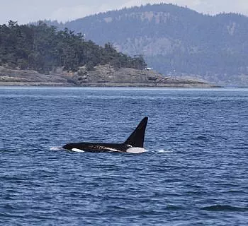 Fantastic encounter with Bigg’s Killer whales! The T2Cs!