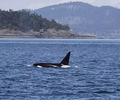 Fantastic encounter with Bigg’s Killer whales! The T2Cs!
