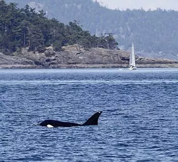 

						
				    	Fantastic encounter with Bigg’s Killer whales! The T2Cs!
				    
				    
				    	- Photo by <strong