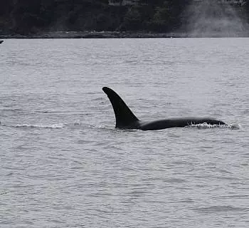 

						
				    	A Humpback Whale Visits the Ferry Landing in Friday Harbor Plus Orcas!
				    
				    
				    	- Photo by <strong