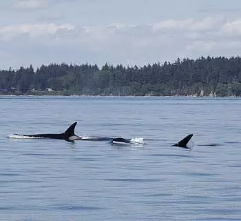 

						
				    	Sunshine, Calm Seas, Bald Eagles, Harbor seals and Bigg’s Killer Whales…a Perfect Set-up for a Great Whale Watch Tour!
				    
				    
				    	- Photo by <strong