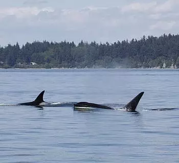 Sunshine, Calm Seas, Bald Eagles, Harbor seals and Bigg’s Killer Whales…a Perfect Set-up for a Great Whale Watch Tour!