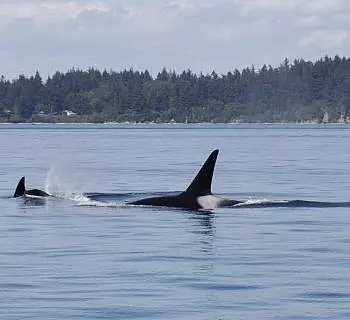 

						
				    	Sunshine, Calm Seas, Bald Eagles, Harbor seals and Bigg’s Killer Whales…a Perfect Set-up for a Great Whale Watch Tour!
				    
				    
				    	- Photo by <strong