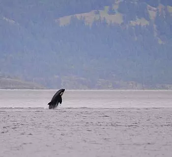 

						
				    	J pod wows in the San Juan Islands!
				    
				    
				    	- Photo by <strong