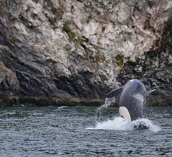

						
				    	J pod wows in the San Juan Islands!
				    
				    
				    	- Photo by <strong