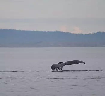 

						
				    	A Truly Remarkable Encounter With 5 Humpback Whales Lunge Feeding!
				    
				    
				    	- Photo by <strong