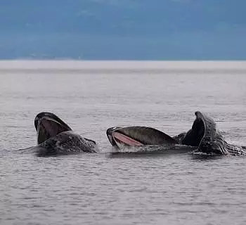 A Truly Remarkable Encounter With 5 Humpback Whales Lunge Feeding!