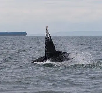 

						
				    	Heather and Divot the Humpback Whales Show Their Flukes!
				    
				    
				    	- Photo by <strong