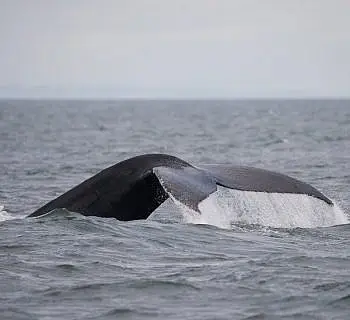 

						
				    	Heather and Divot the Humpback Whales Show Their Flukes!
				    
				    
				    	- Photo by <strong