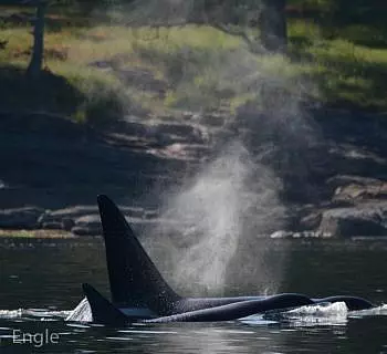 

						
				    	A beautiful evening in the San Juan Islands watching Bigg’s Killer Whales
				    
				    
				    	- Photo by <strong
