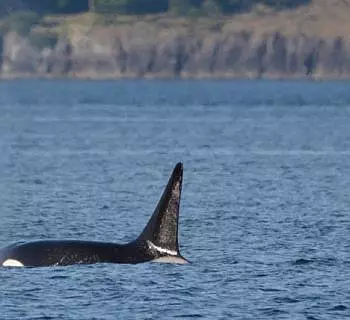 

						
				    	A beautiful evening in the San Juan Islands watching Bigg’s Killer Whales
				    
				    
				    	- Photo by <strong
