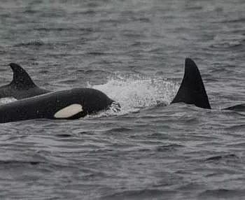 

						
				    	Going the distance to see Bigg’s Killer Whales. (T124As)
				    
				    
				    	- Photo by <strong