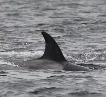 

						
				    	Going the distance to see Bigg’s Killer Whales. (T124As)
				    
				    
				    	- Photo by <strong