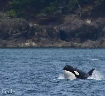 

						
				    	A wonderful tour in the San Juan Islands! Lots of whales and wildlife!
				    
				    
				    	- Photo by <strong