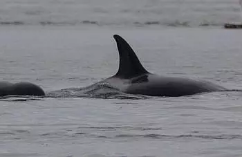

						
				    	A tour to the north of the San Juan Islands has lots of wildlife and Killer whales too!
				    
				    
				    	- Photo by <strong