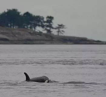 A tour to the north of the San Juan Islands has lots of wildlife and Killer whales too!
