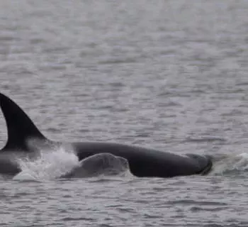

						
				    	A tour to the north of the San Juan Islands has lots of wildlife and Killer whales too!
				    
				    
				    	- Photo by <strong