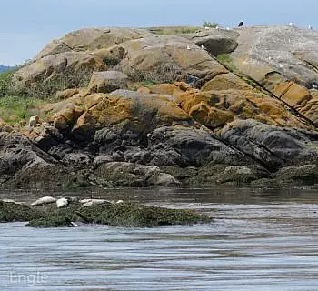 

						
				    	A tour to the north of the San Juan Islands has lots of wildlife and Killer whales too!